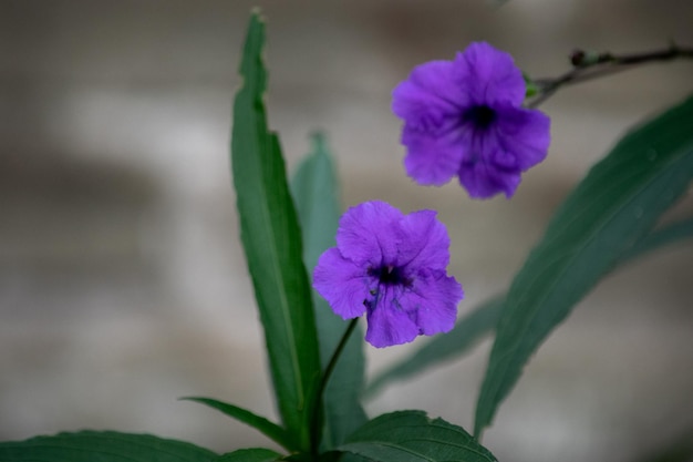 violet floewers of the plant Ruelia