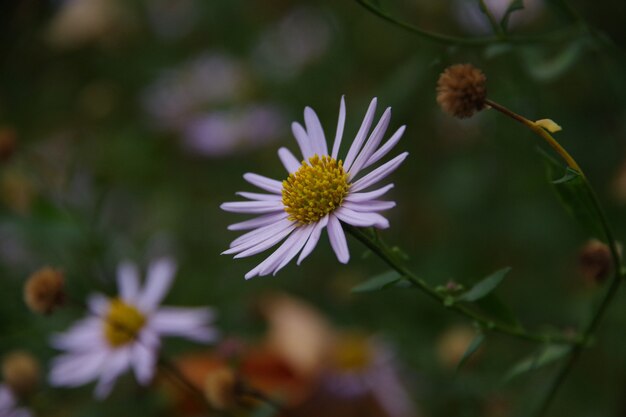 緑のぼやけた背景に分離された紫のflovers