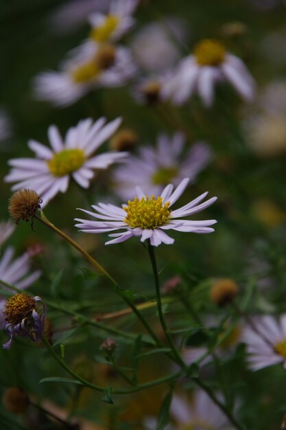 Violet flovers isolated in the green blurred background