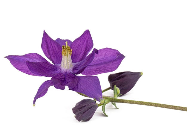 白い背景に分離された集水域のクローズ アップのオダマキの花の紫色の花