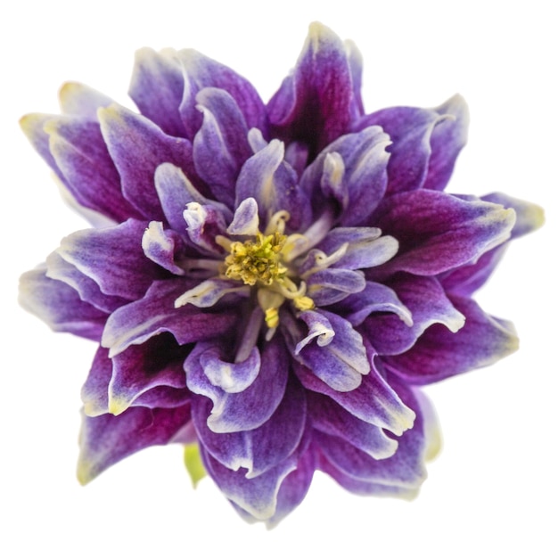 Violet flower of aquilegia blossom of catchment closeup isolated on white background