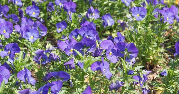 Violet flower background