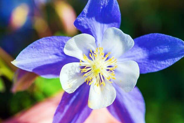 Violet Flower Closeup