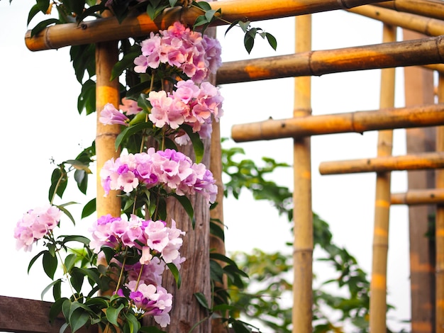 Violet flower creeper plant climbing on the bamboo roof frame for the garden decoration.