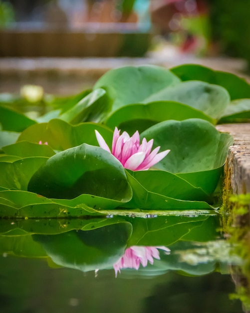 水に浮かぶ紫の花