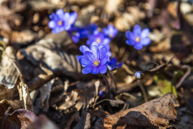 春先に咲く紫の花またはミスミソウ