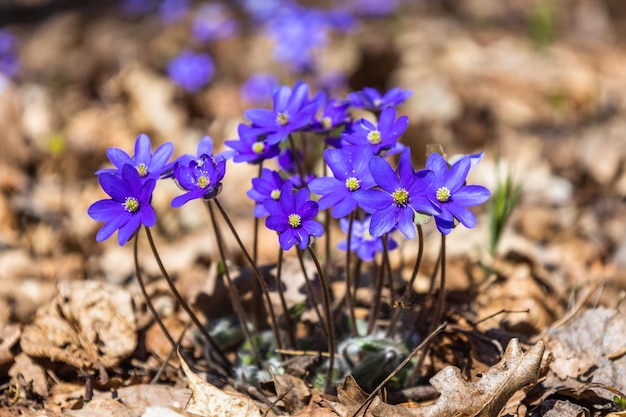 사진 이른 봄에 피는 보라색 꽃 또는 hepatica nobilis