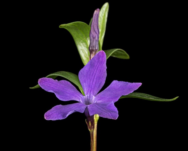 검은 배경에 고립 된 periwinkle lat Vinca의 보라색 꽃