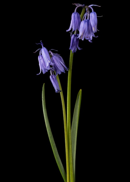 검은 배경에 고립 된 실라 블루 벨 꽃의 보라색 꽃