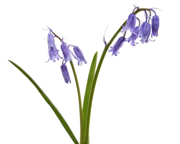 Violet flower of scilla bluebell flower isolated on white background