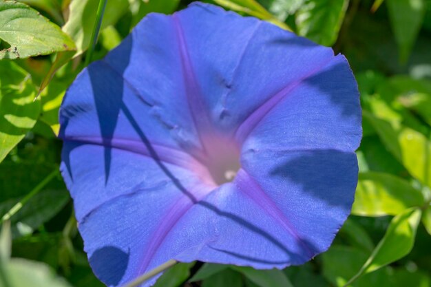 Violet flower on the spring garden with blurry background when rainy season.