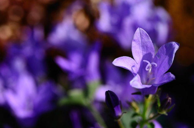 Foto fiore viola in primavera