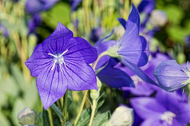Violet flower white pistil