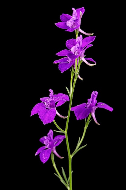 Violet flower of wild delphinium larkspur flower isolated on black background