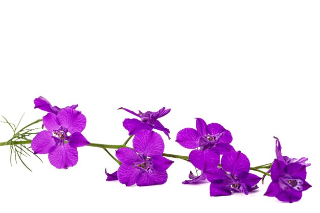 Violet flower of wild delphinium larkspur flower isolated on white background