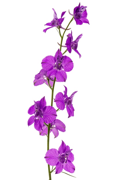 흰색 배경에 고립 된 야생 delphinium larkspur 꽃의 보라색 꽃