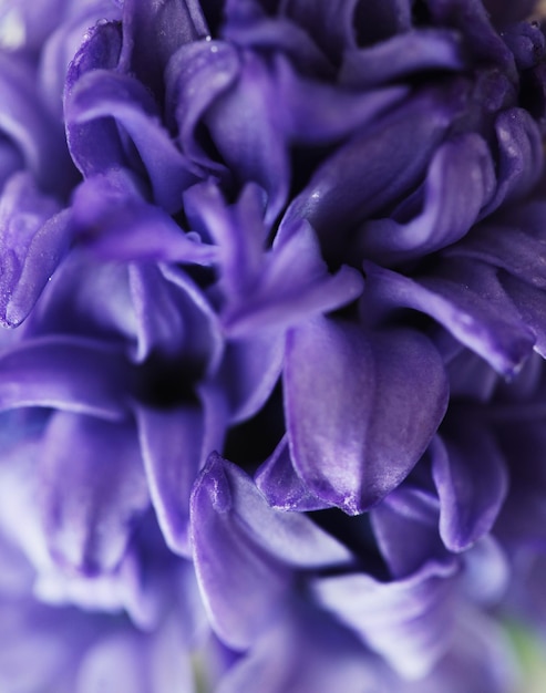 Violet flower