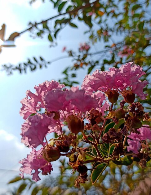 Photo violet flower