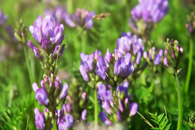 夏の牧草地のアルファルファ（Medicago sativa、lucerne）の紫の花