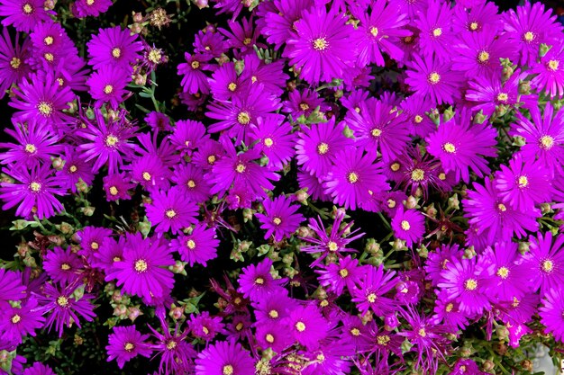 Violet flowers background