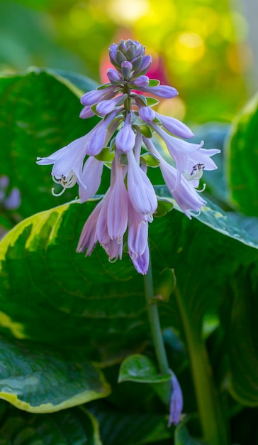 Violet flowers of blooming hosta undulata