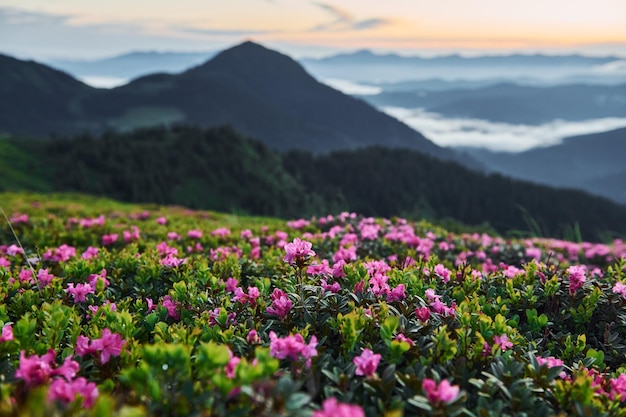 Violet flowers blooming Majestic Carpathian Mountains Beautiful landscape of untouched nature