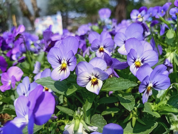 写真 紫の花 蝶の花