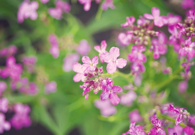 朝の日光の下で庭のすみれ色の花