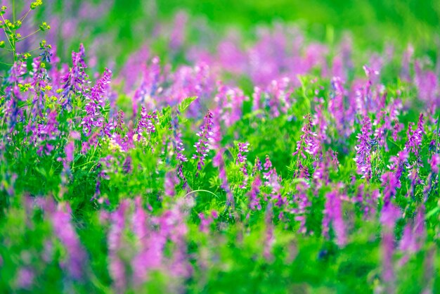 Violet flowers in the green field