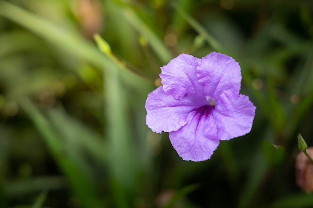 Violet flowers on green field 