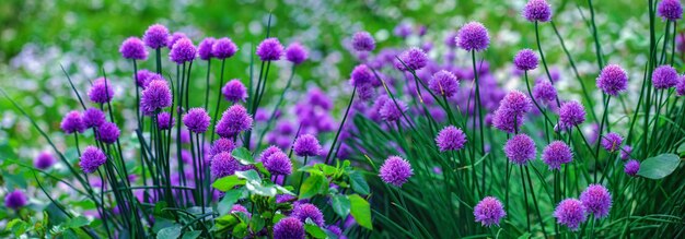 Violet flowers and green grass in summer botanical garden