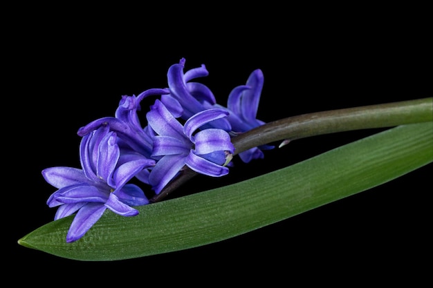 Violet flowers of hyacinth isolated on black background