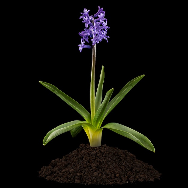 Violet flowers of hyacinth with green leaves and heap of soil isolated on black background