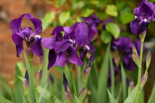 緑の背景にアイリスの紫の花