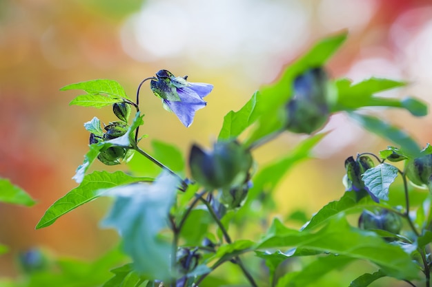 Violet flowers of a nightshade