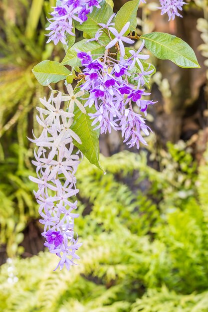 Фиолетовые цветы, фиолетовый венок, наждачная бумага (Petrea volubilis L.)