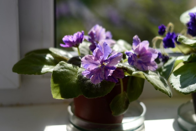 日当たりの良い窓辺の花瓶に紫の花