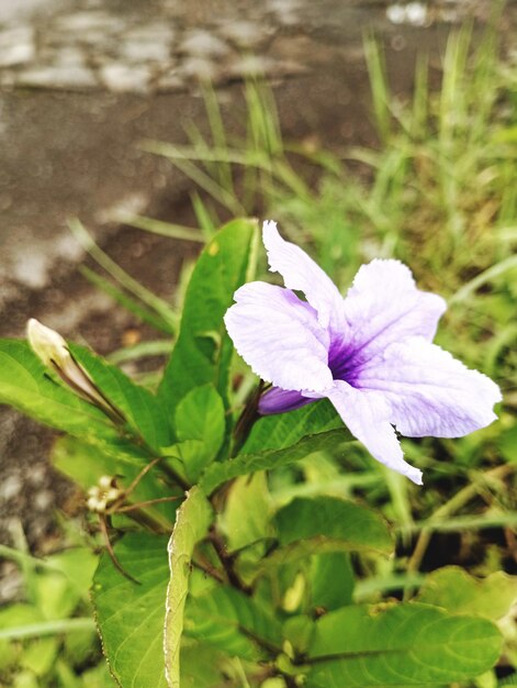 Violet flowers the week on eyeem