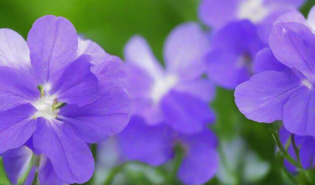 Violet flowers with green leaves