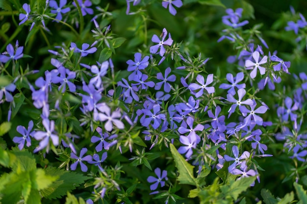 Photo violet flowers