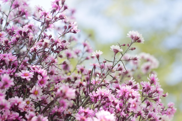 Photo violet flowers.