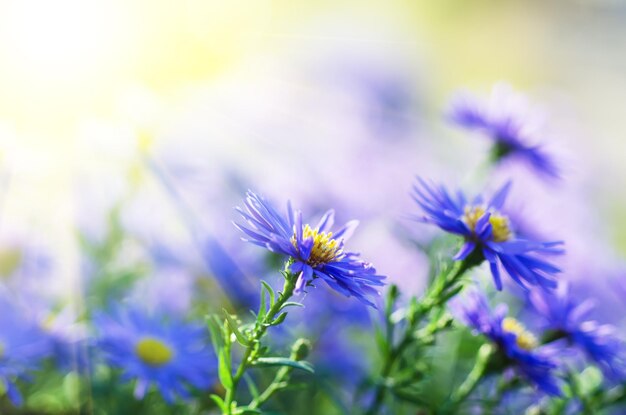 Violet flowers