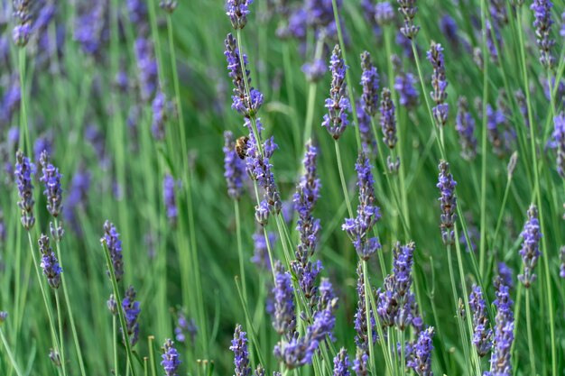 Foto fioritura di lavanda violetta fragrante crescita di fiori lavandula angustifolia utilizzati come ingrediente di profumo