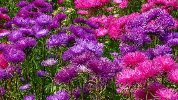 Фиолетовые садовые астры