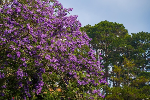 Violet gekleurde bladeren van de Jacaranda Mimosifolia, een subtropische boom afkomstig uit Da Lat Bignoniaceae, sieren het zomerlandschap met etherische schoonheid