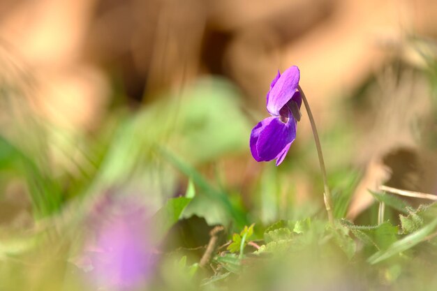 violet in the green grass closeup