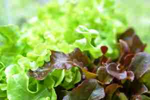 Photo violet and green lettuce vegetable background and texture