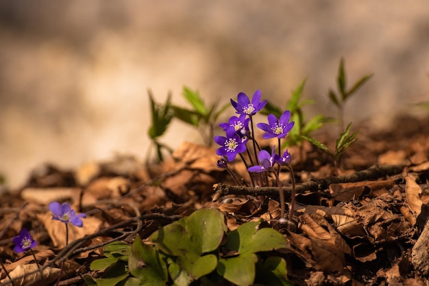 보라색 Hepatica nobilis Common Hepatica 또는 Anemone hepatica 이른 봄 꽃