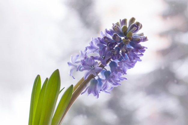 Violet hyacint bloeiende bloemen in pot op winter natuur wazig achtergrond.