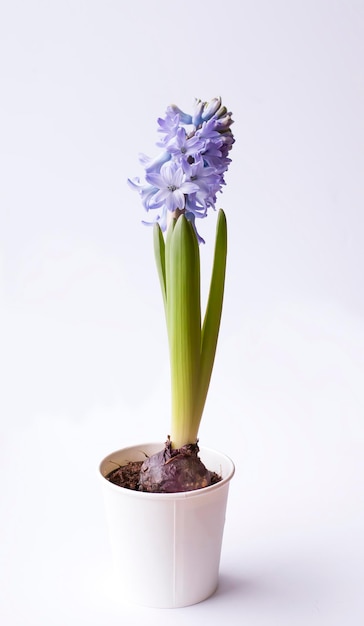 Foto violet hyacint bloeiende bloemen in pot